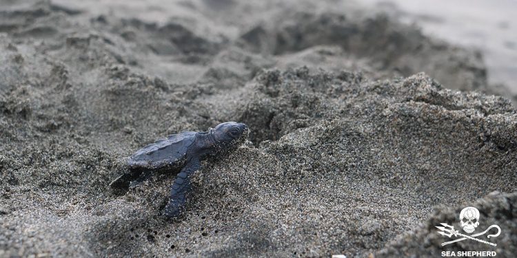 Caretta Caretta, Progetto Jairo