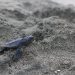 Caretta Caretta, Progetto Jairo
