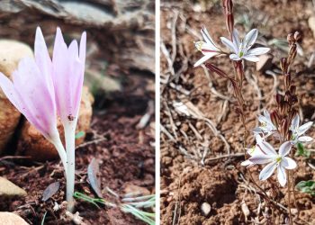 Colchicum e Urginea fugax