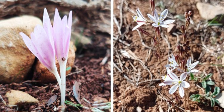 Colchicum e Urginea fugax