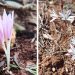 Colchicum e Urginea fugax