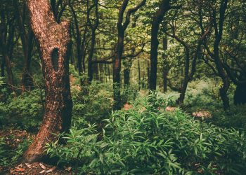 Foresta verde dell'Himalaya indiano, Dharamsala, Baksu. ? Depositphotos