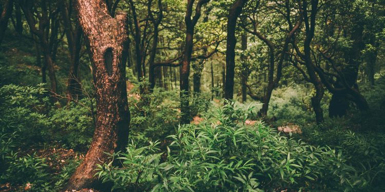 Foresta verde dell'Himalaya indiano, Dharamsala, Baksu. ? Depositphotos