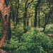 Foresta verde dell'Himalaya indiano, Dharamsala, Baksu. ? Depositphotos