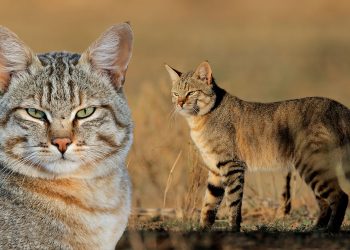 Gatto selvatico (Felis silvestris lybica). 📷 Depositphotos