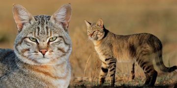 Gatto selvatico (Felis silvestris lybica). 📷 Depositphotos
