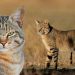 Gatto selvatico (Felis silvestris lybica). ? Depositphotos