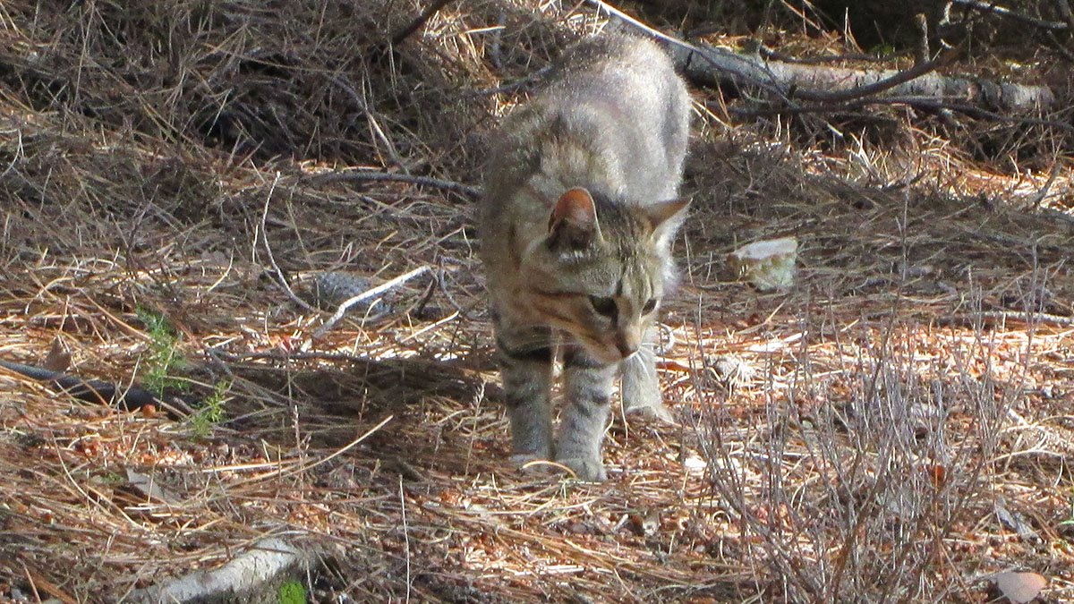 Gatto selvatico sardo. 📷 Gurtuju - CC BY-SA 3.0