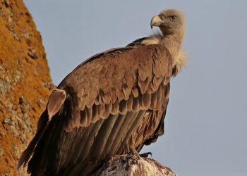 Il grifone sardo