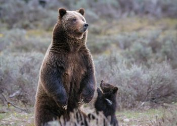 L'orsa Grizzly 399. 📷 sylerpr dalla pagina Instagram @grizzlybear399