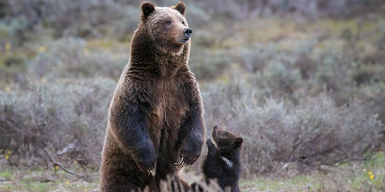 L'orsa Grizzly 399. 📷 sylerpr dalla pagina Instagram @grizzlybear399