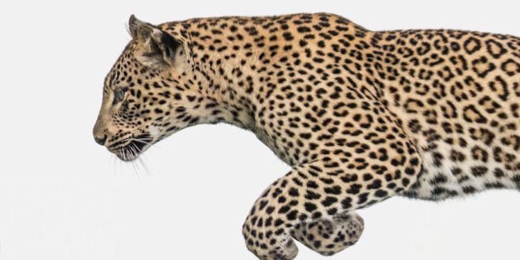 “Selvatico. Storie di animali selvatici attorno a noi e in terre più remote”, progetto del fotografo naturalista Fabio Ghisu