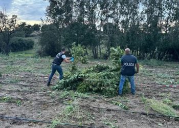 Sequestrate 2000 piante di cannabis a Benetutti. ? Polizia di Stato
