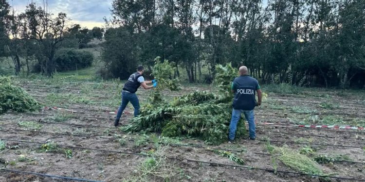 Sequestrate 2000 piante di cannabis a Benetutti. ? Polizia di Stato