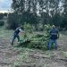 Sequestrate 2000 piante di cannabis a Benetutti. ? Polizia di Stato