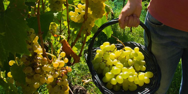 Vendemmia Malvasia. ? Depositphotos