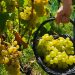 Vendemmia Malvasia. ? Depositphotos