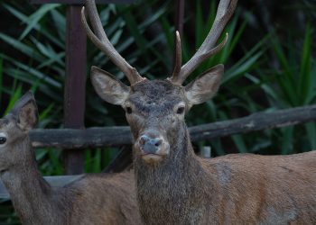 Un giovane cervo sardo, Montevecchio - Arbus. ? Depositphotos