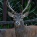 Un giovane cervo sardo, Montevecchio - Arbus. ? Depositphotos