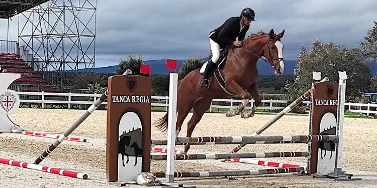 Il salto di un anglo arabo di 3 anni