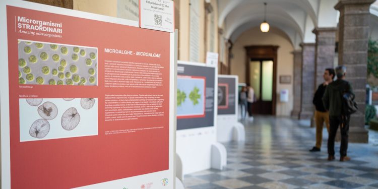 Mostra Microrganismi Università di Sassari