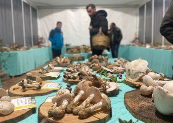 Mostra Regionale Micologica della Sardegna a Macomer