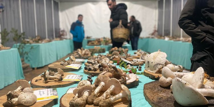 Mostra Regionale Micologica della Sardegna a Macomer