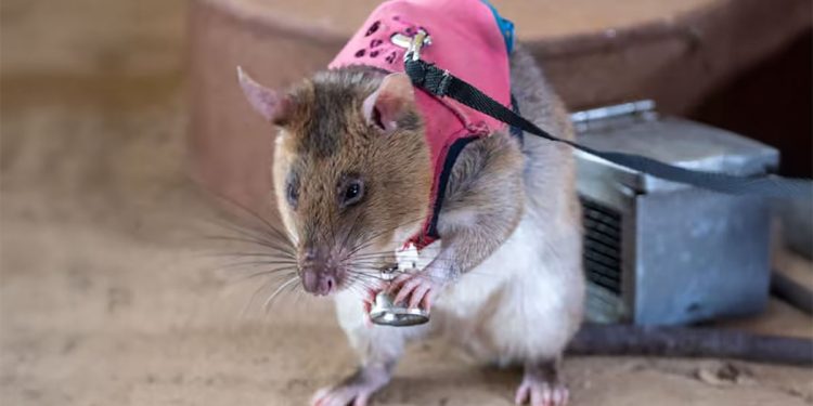 Ratto gigante africano