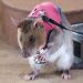 Ratto gigante africano
