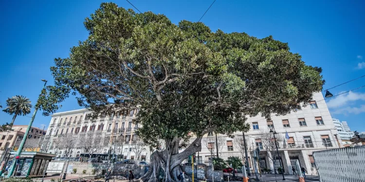 Cagliari, Ficus macrophylla a dimora in piazza Ingrao