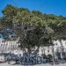 Cagliari, Ficus macrophylla a dimora in piazza Ingrao