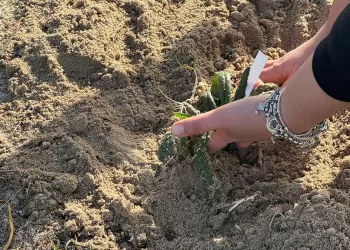 Piantumazione dell'Anchusa Sardoa a Mugoni