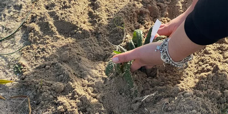 Piantumazione dell'Anchusa Sardoa a Mugoni