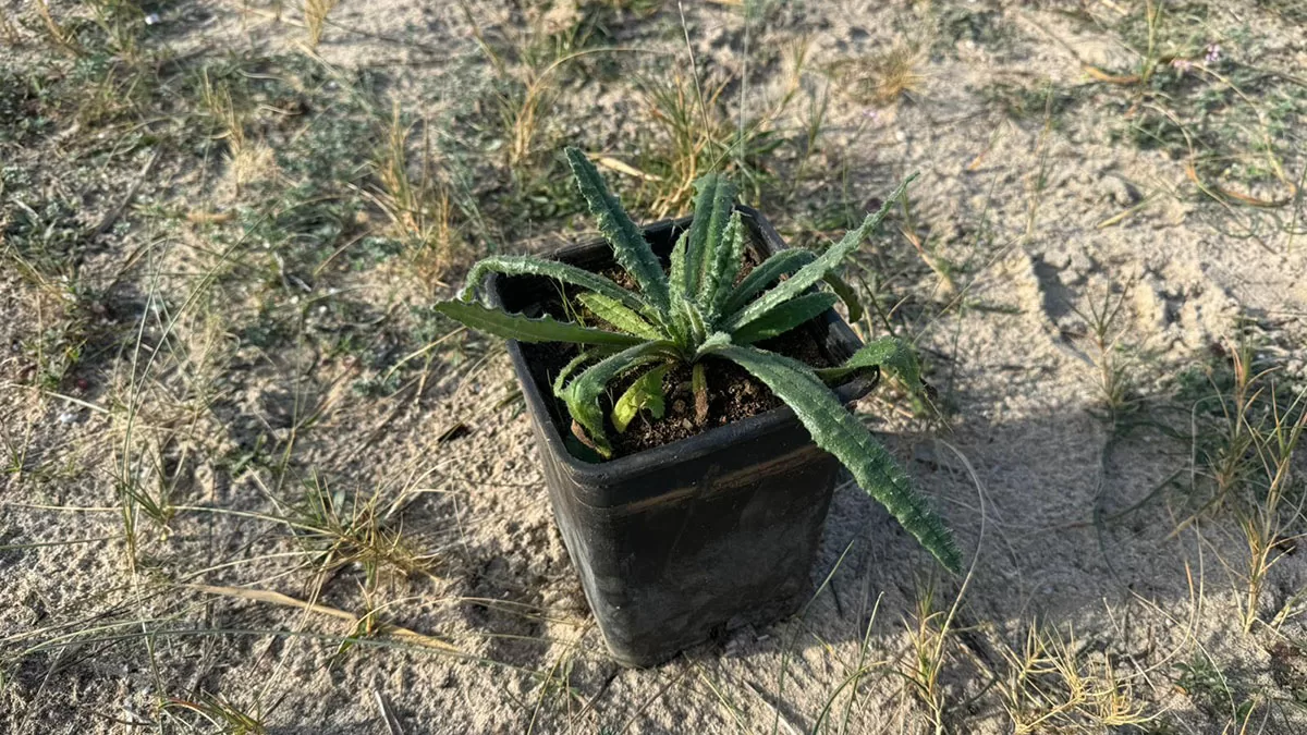 Piantumazione dell'Anchusa Sardoa a Mugoni