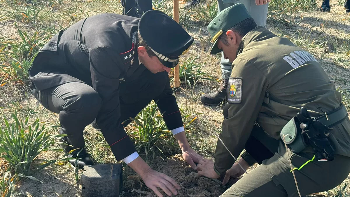 Piantumazione dell'Anchusa Sardoa a Mugoni