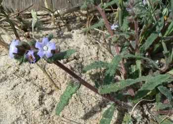 Anchusa Sardoa