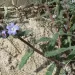 Anchusa Sardoa