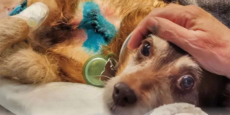 Documentario "Altri animali"