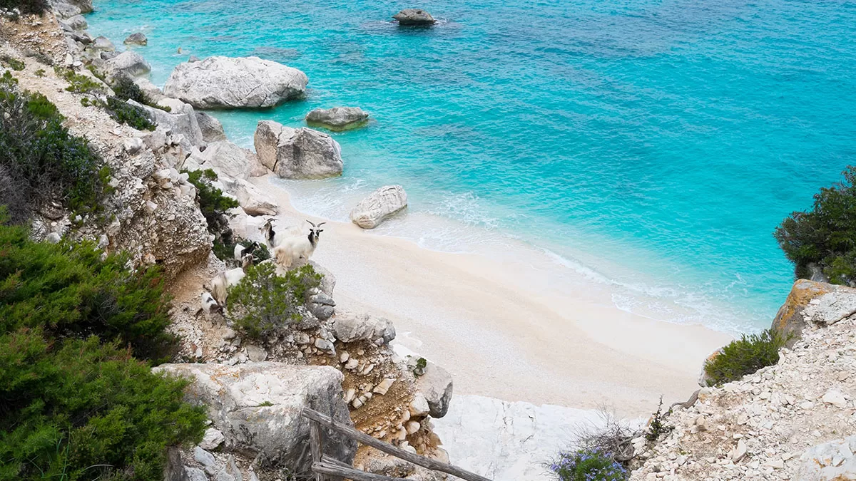 Cala Goloritzé, la selvaggia cala di Baunei. 📷 Depositphotos