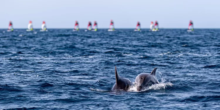 OpenSkiff di vela a Calasetta. ? Elena Giolai