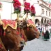 Festa di Sant'Isidoro a Samugheo