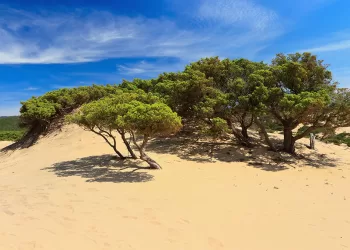 Le dune di Piscinas nella Costa Verde. 📷 AdobeStock | Antonio Scarpi