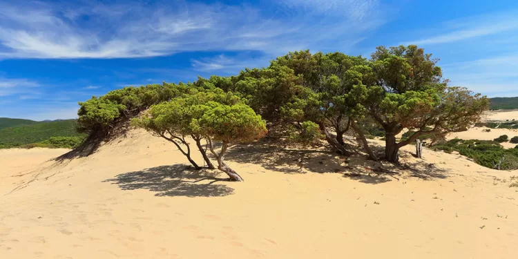 Le dune di Piscinas nella Costa Verde. ? AdobeStock | Antonio Scarpi