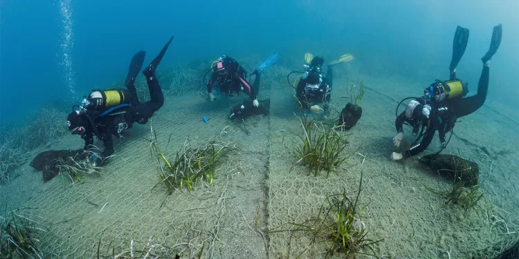 Ripristino della Posidonia oceanica - Progetto Blue Forest. ? M. Di Francesco