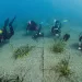 Ripristino della Posidonia oceanica - Progetto Blue Forest. ? M. Di Francesco