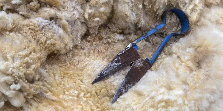 Tosatura pecore. ? Depositphotos