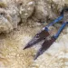 Tosatura pecore. ? Depositphotos