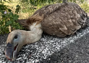 Grifone colpito da un’auto sulla 131 vicino a Giave