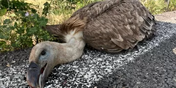 Grifone colpito da un’auto sulla 131 vicino a Giave