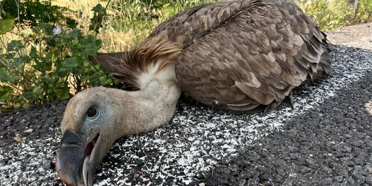 Grifone colpito da un’auto sulla 131 vicino a Giave